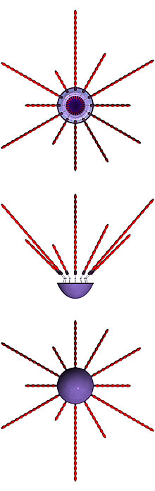 Top and front view of triiku